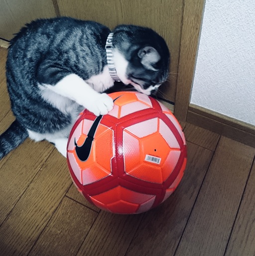 ふたさまのアイコン